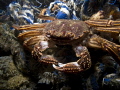   Crab rope :-D :D  